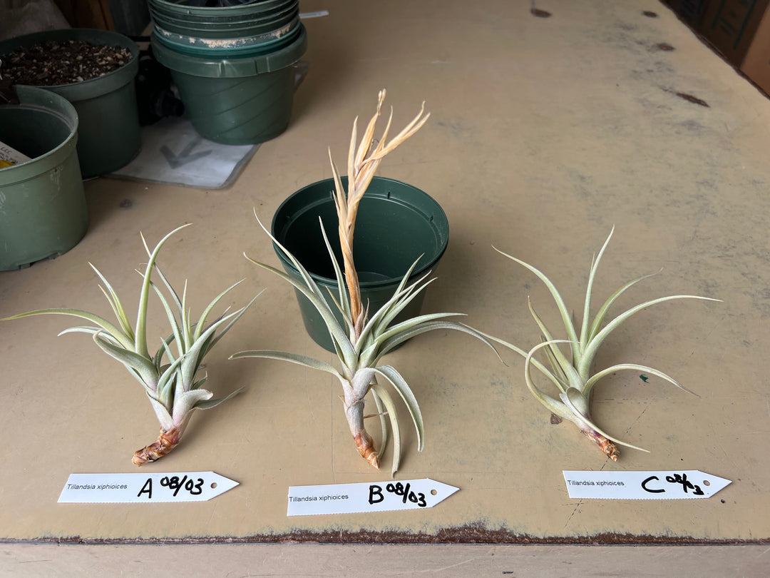 Tillandsia xiphioides – Tropiflora
