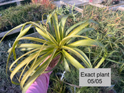 Racinaea multiflora v. multiflora