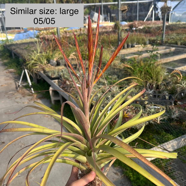Tillandsia 'Latas au Pair'