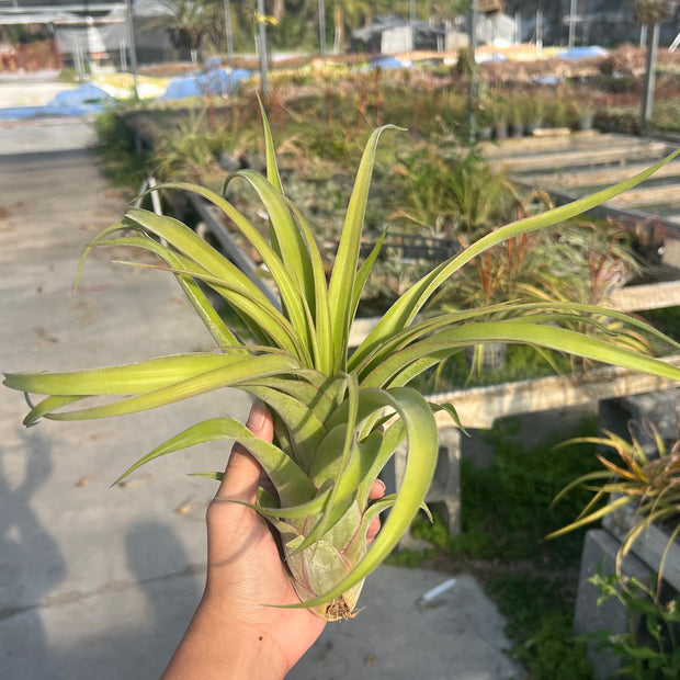 Tillandsia 'Pink Sensation'
