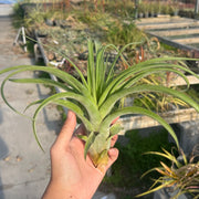 Tillandsia 'Pink Sensation'
