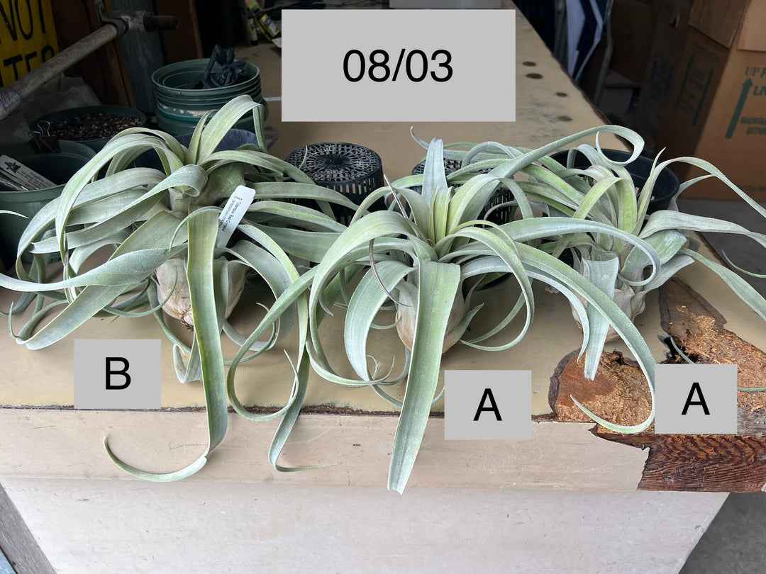 Tillandsia 'Bea Correale' – Tropiflora