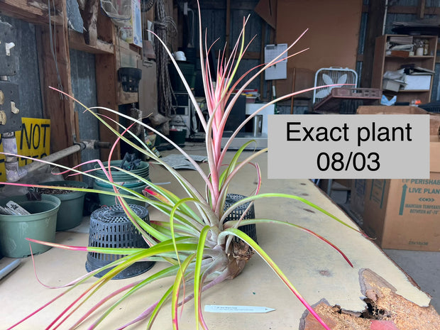 Tillandsia 'Miami Nice' – Tropiflora