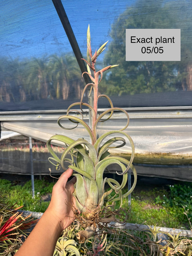 Tillandsia 'Curly Slim'
