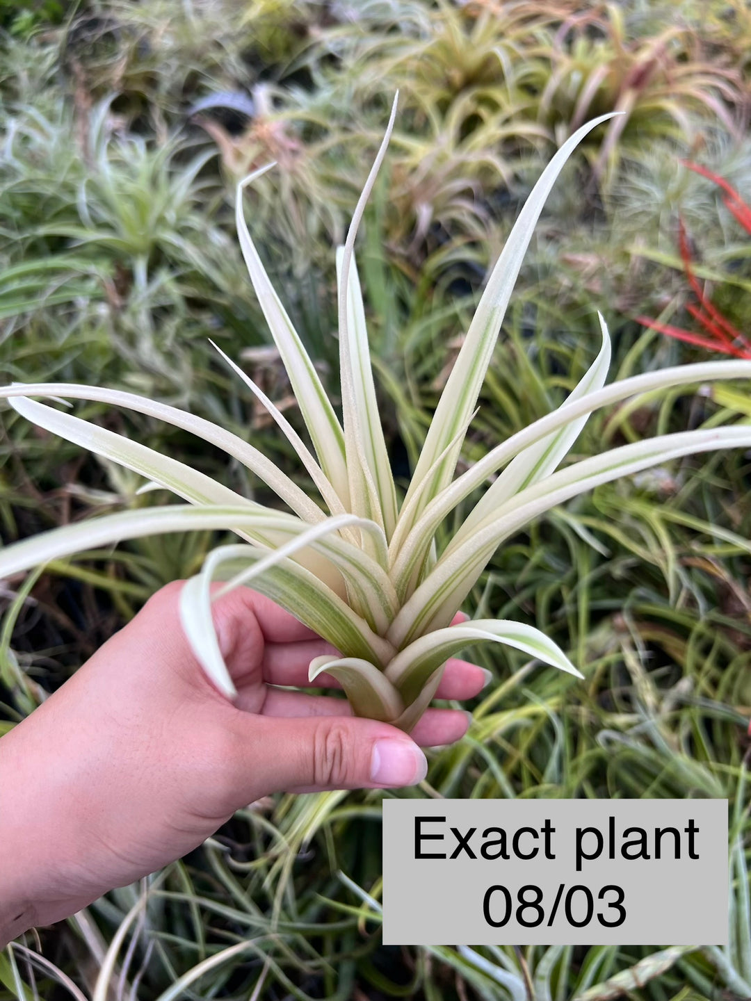 Tillandsia 'Deborah Ann' – Tropiflora