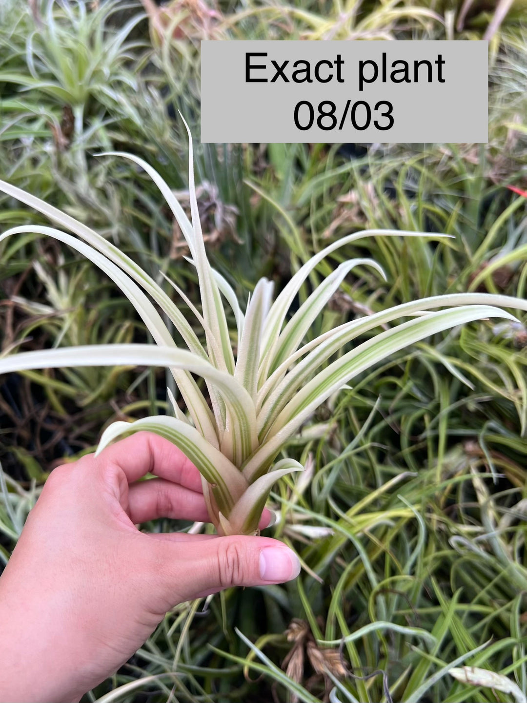 Tillandsia ‘Deborah Ann’（デボラアン） Tillandsia 'Deborah Ann' – Tropiflora