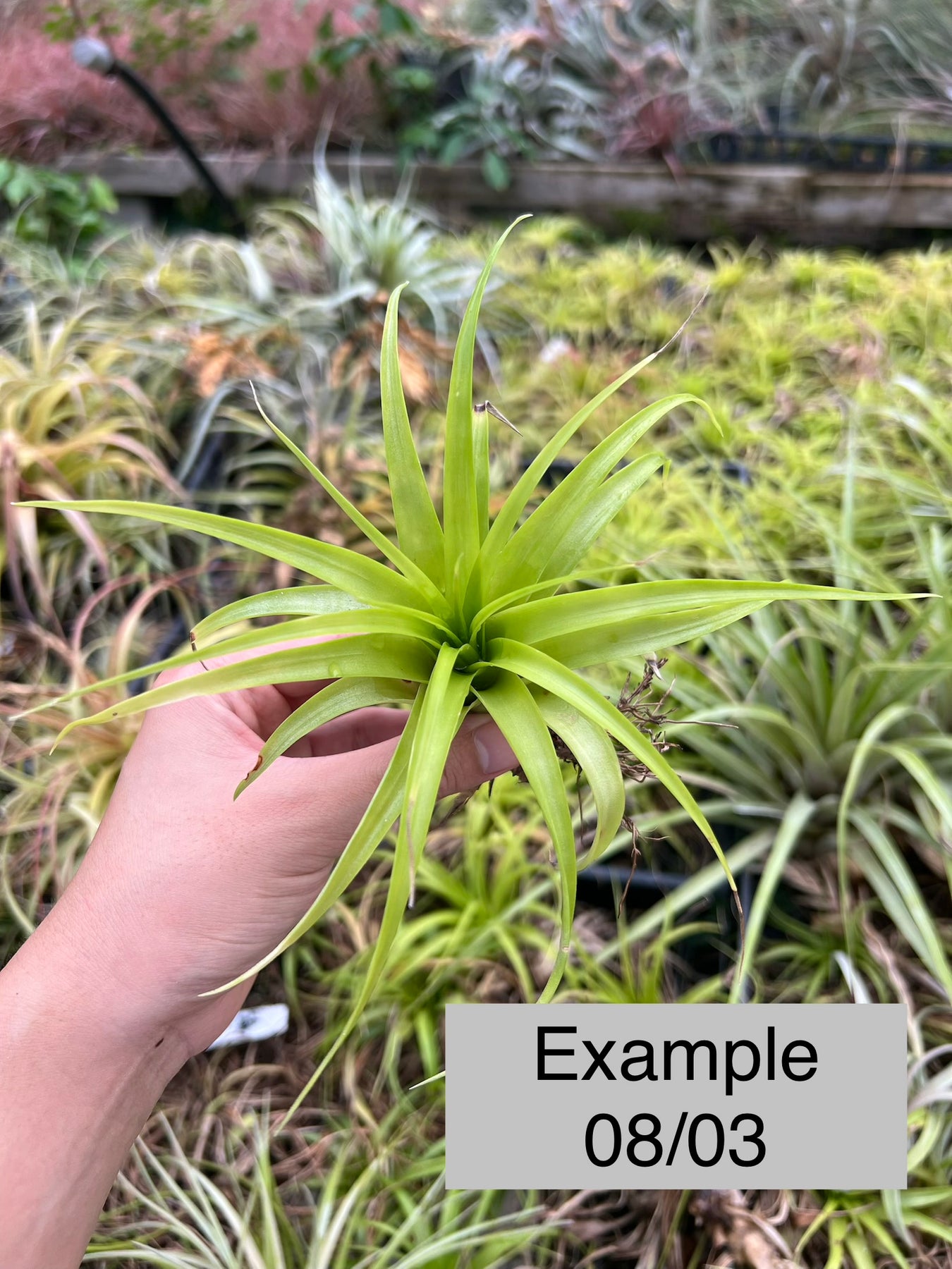 Tillandsia brachycaulos 'Giant Form' – Tropiflora