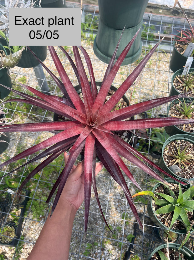 x Sincoraechmea 'Grink'