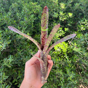 Neoregelia lilliputiana x 'Super Aztec' clone #1