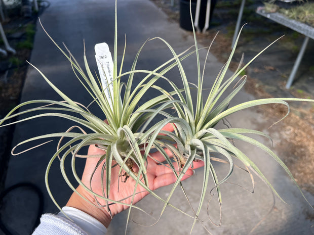 Tillandsia 'Stupendo' – Tropiflora
