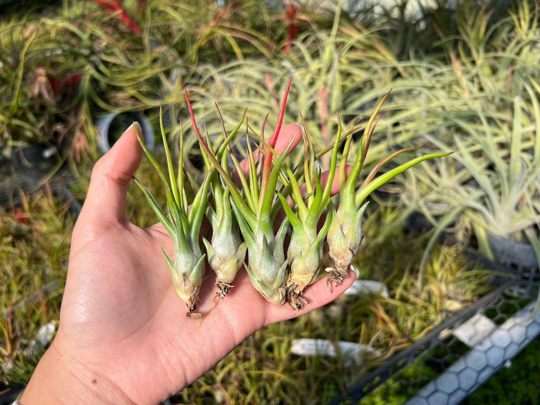 Tillandsia 'Timm's Twister' – Tropiflora