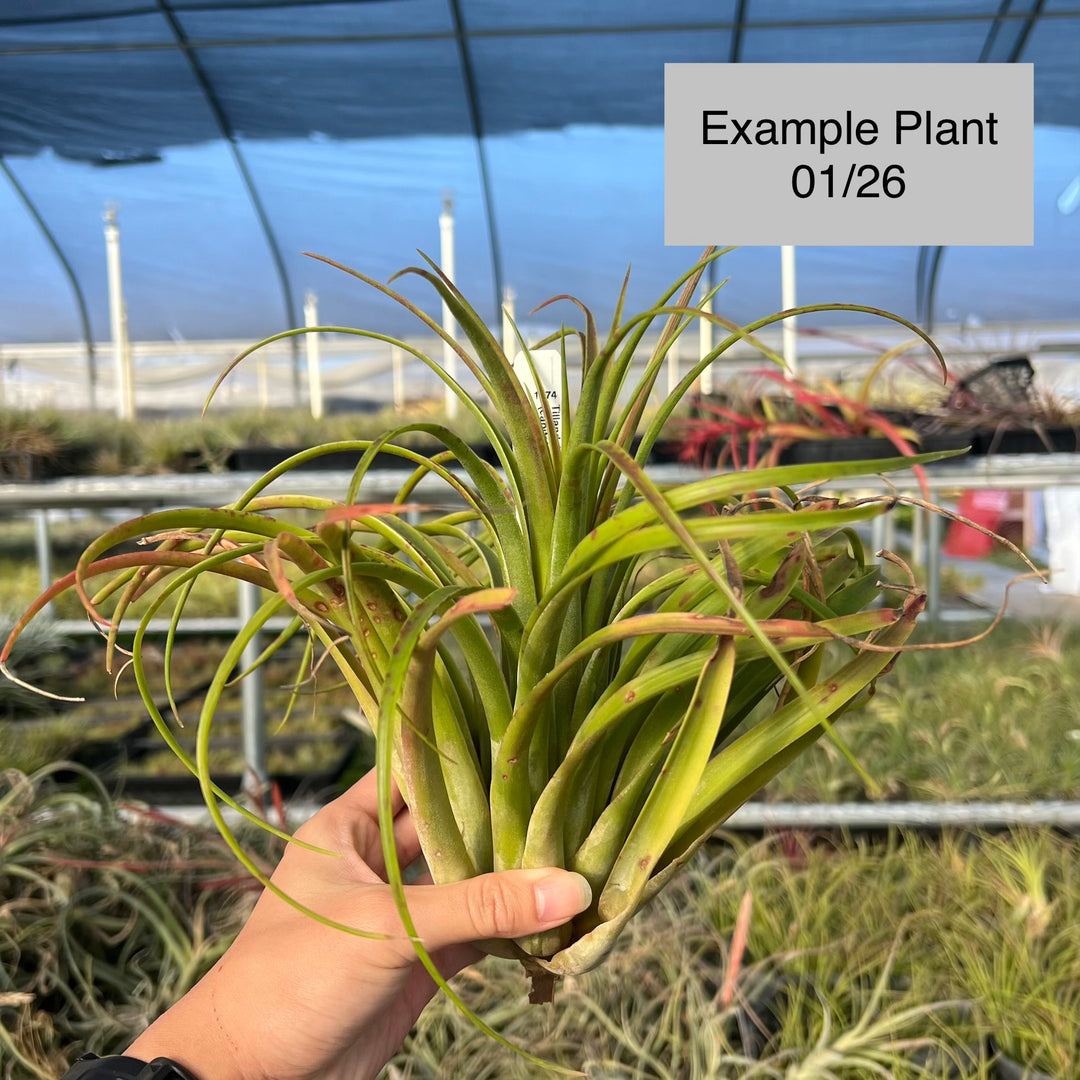 Tillandsia 'Fire Fountain' – Tropiflora