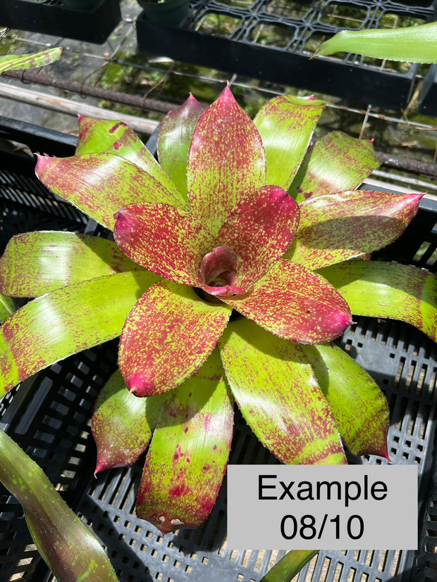 Neoregelia 'Barbarian' – Tropiflora