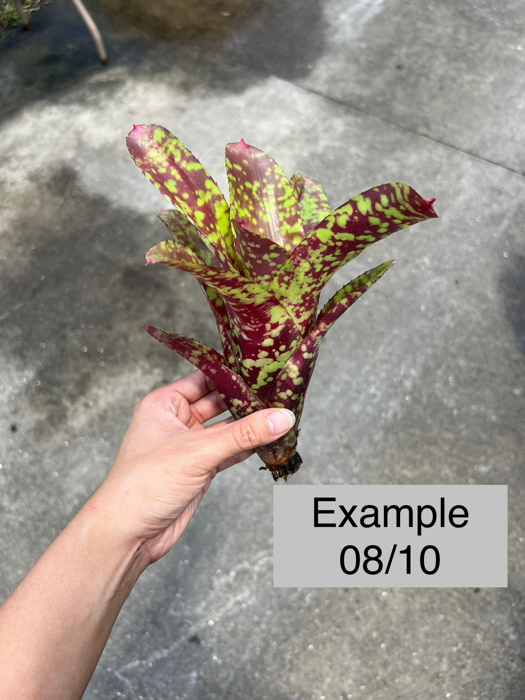 Neoregelia 'Aztec' – Tropiflora