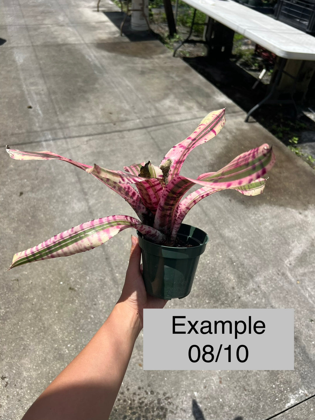 ブロメリア・エアープランツ Neoregelia Strike Force Neoregelia 'Strike Force' – Tropiflora