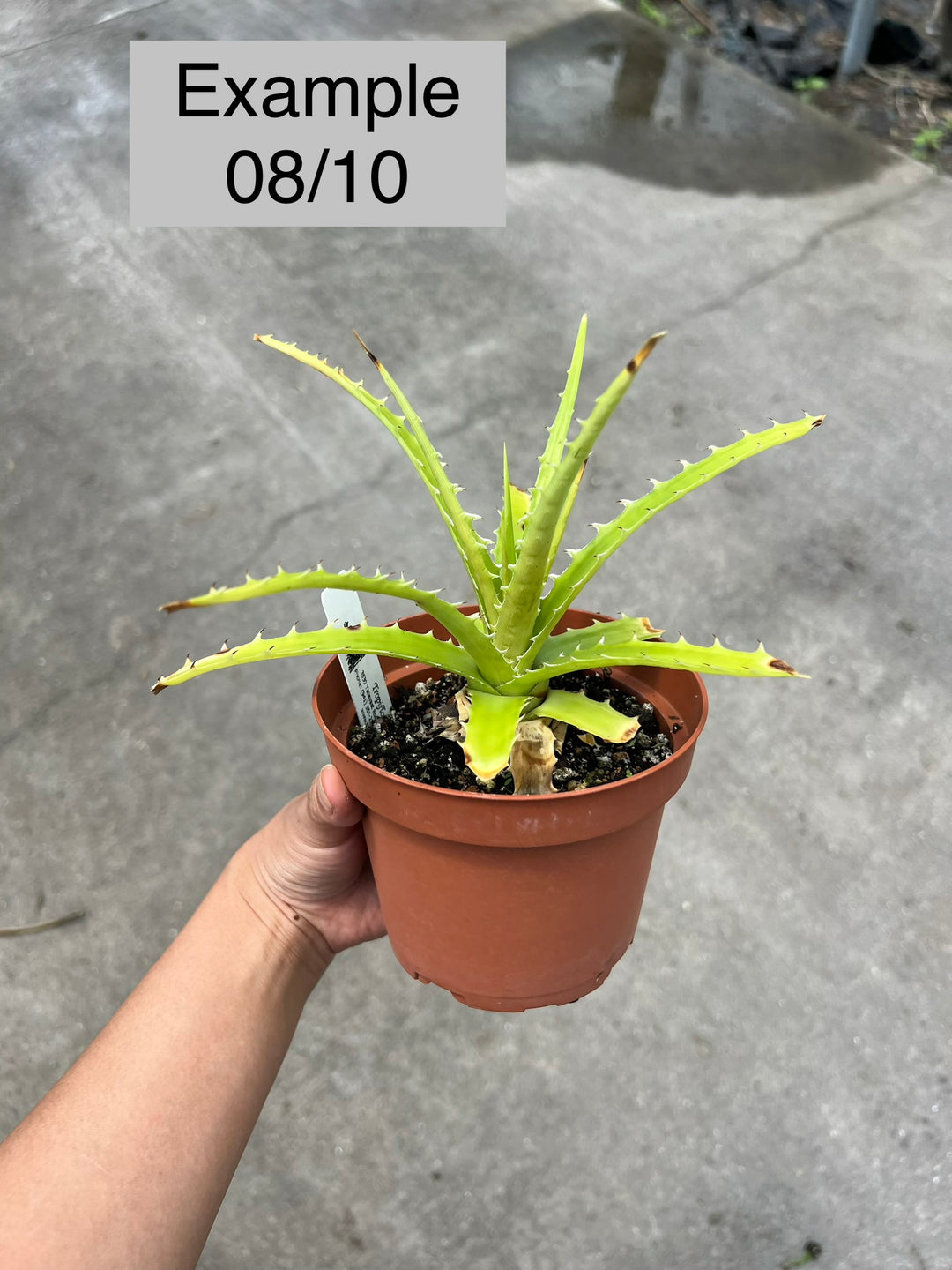 Dyckia teresinae (green clone) – Tropiflora