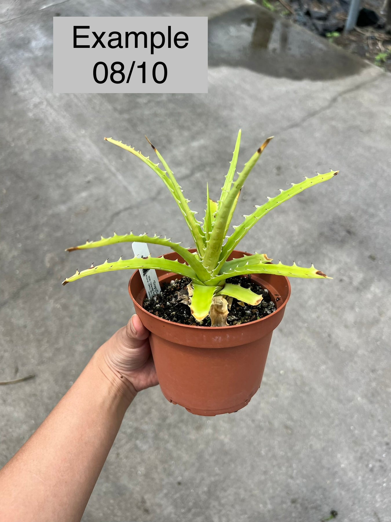 Dyckia teresinae (green clone) – Tropiflora
