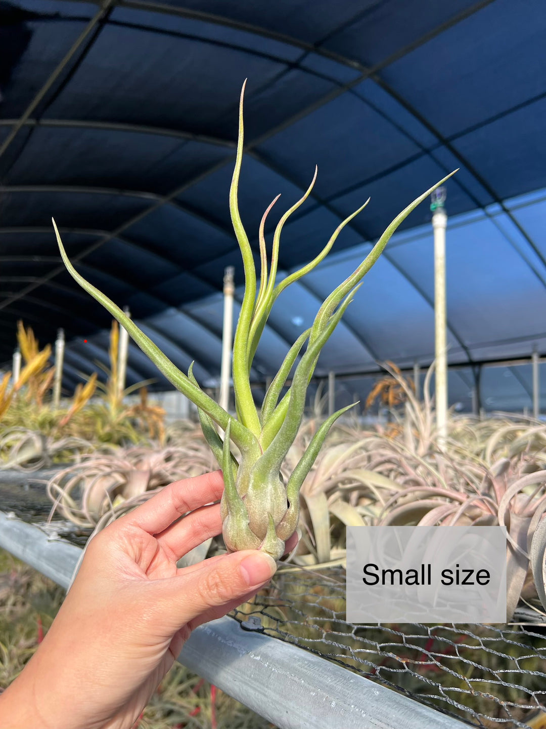 Tillandsia 'Showtime' – Tropiflora