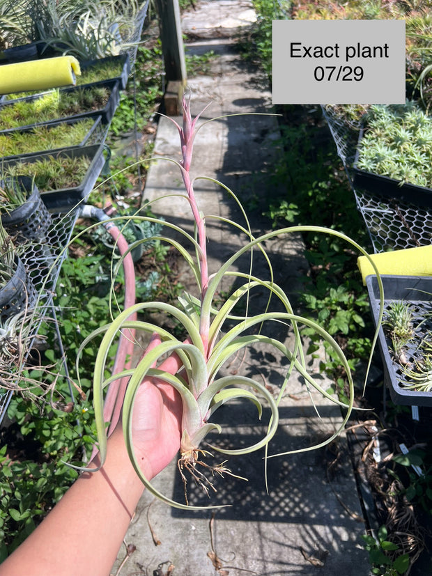 Tillandsia 'Ready For Liftoff'