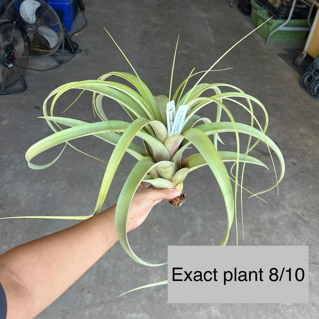 Tillandsia 'Fireworks' – Tropiflora