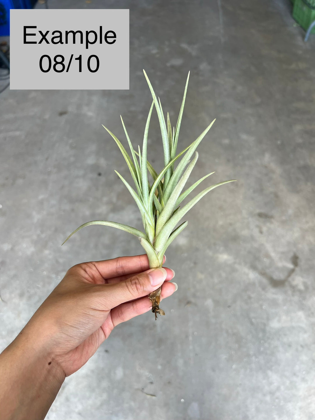 Tillandsia 'Mystic Rainbow' – Tropiflora