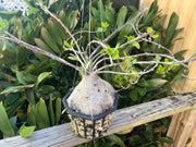 Hydnophytum moseleyanum (formerly papuanum)