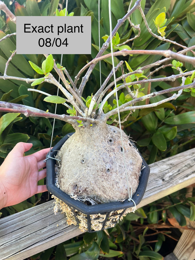 Hydnophytum moseleyanum (formerly papuanum)