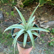 Hechtia 'Ventura'
