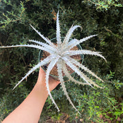 Dyckia 'Brazilian Ice'