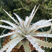 Dyckia 'Brazilian Ice'