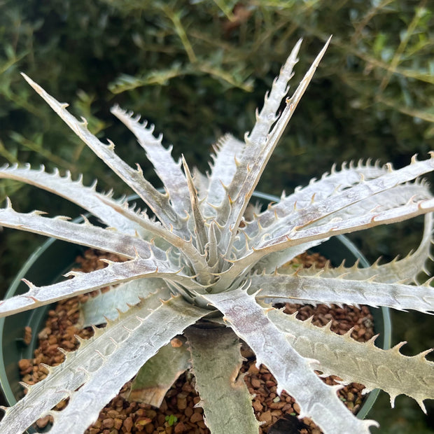 Dyckia 'Brazilian Ice'