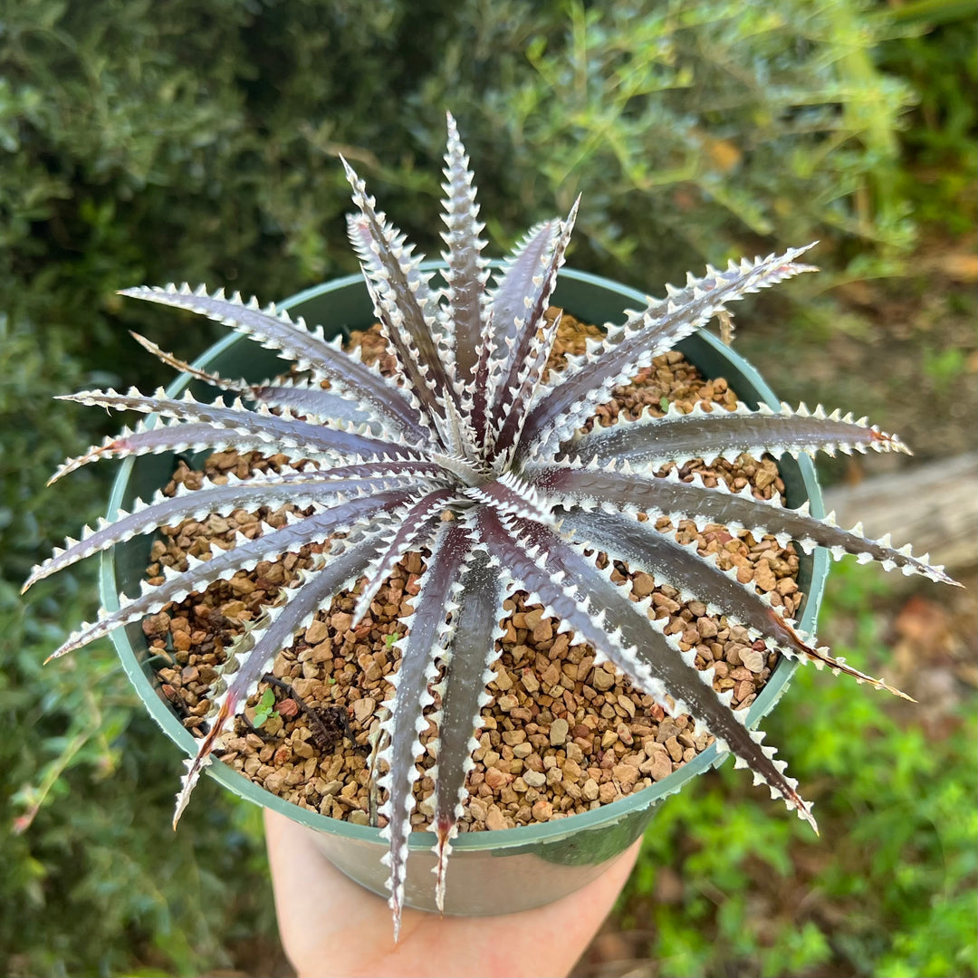 Dyckia 'Keswick' – Tropiflora