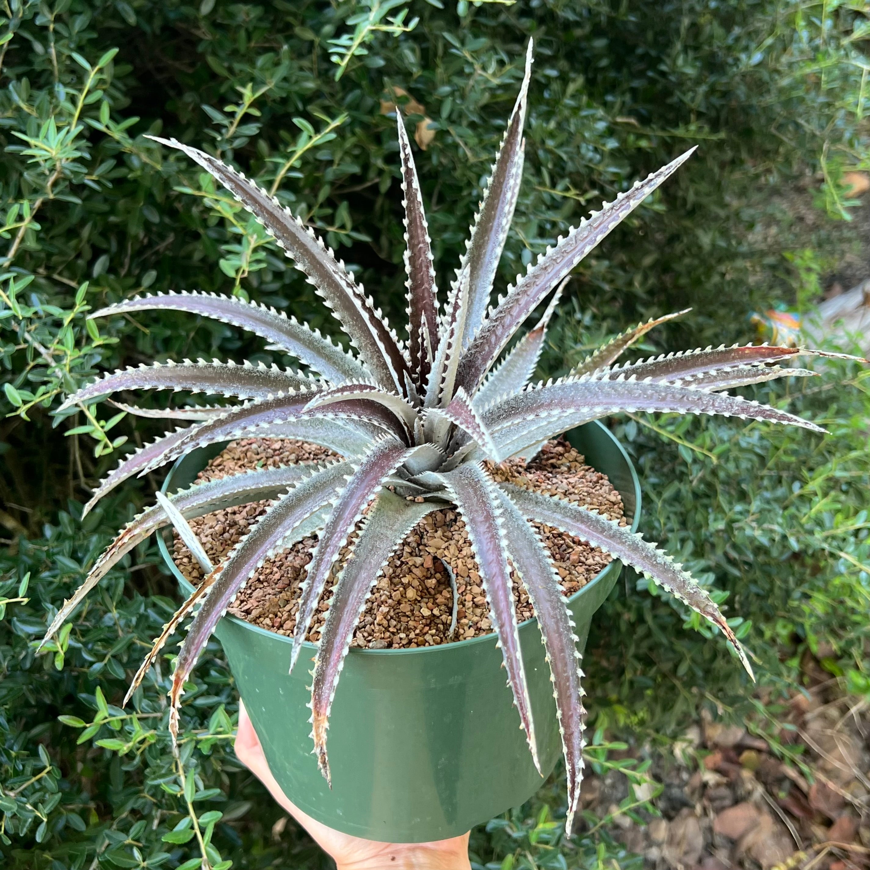 Dyckia 'Arizona F2' × 'Keswick'　ディッキア Dyckia 'Keswick' × 'Arizona F2' ディッキア - メルカリ