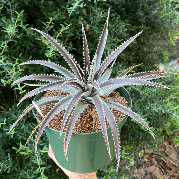 Dyckia 'Arizona'