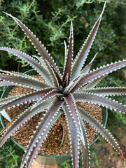 Dyckia 'Arizona'