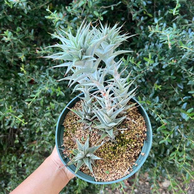 Deuterocohnia abstrusa 'Silver'
