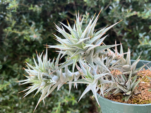 Deuterocohnia abstrusa 'Silver'