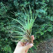 Stigmatodon plurifolius
