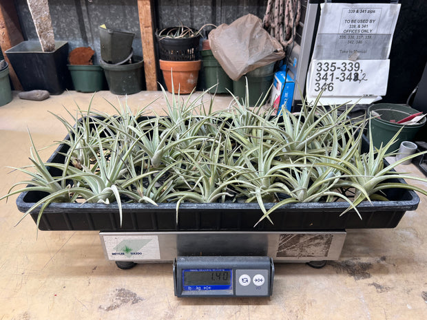 Tillandsias (Air Plants) by the Pound