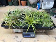 Tillandsias (Air Plants) by the Pound