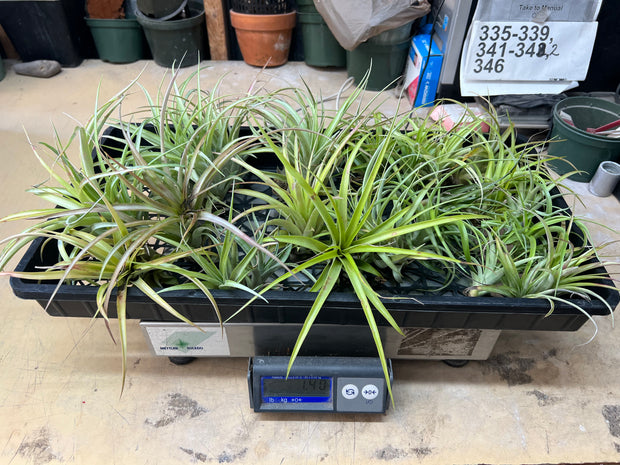 Tillandsias (Air Plants) by the Pound