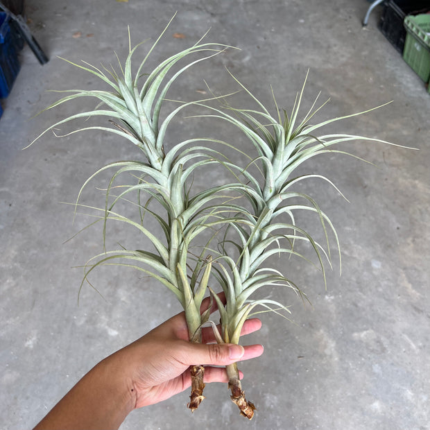 Tillandsia prolata