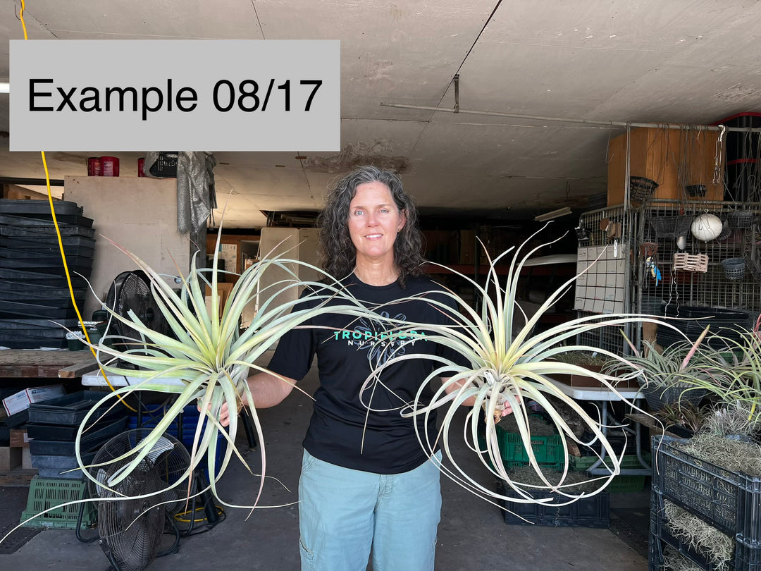 Tillandsia 'Florida Breeze' – Tropiflora
