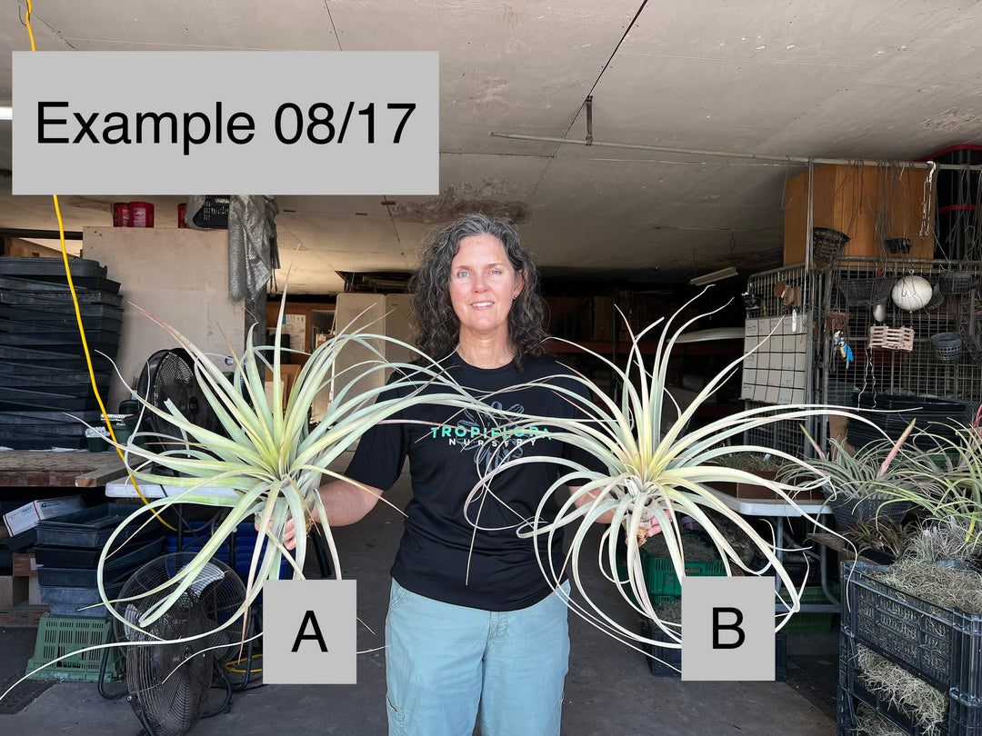 Tillandsia 'Florida Breeze' – Tropiflora