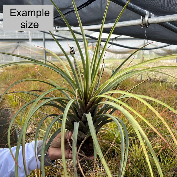 Tillandsia rodrigueziana lithophytic form Yellow