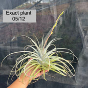 Tillandsia mima v. chiletensis