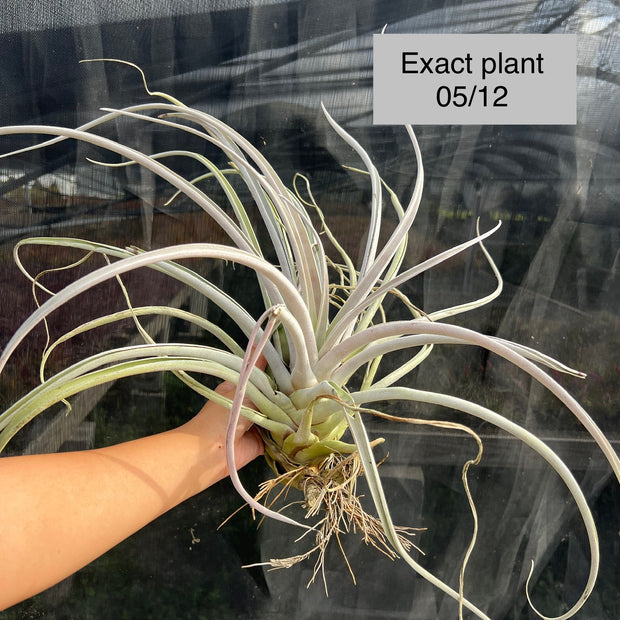 Tillandsia chiapensis 'Gigantesco'