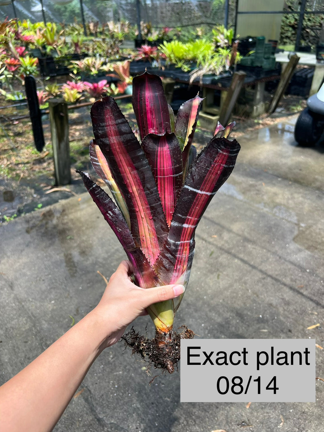 Aechmea 'Roberto Menescal' – Tropiflora
