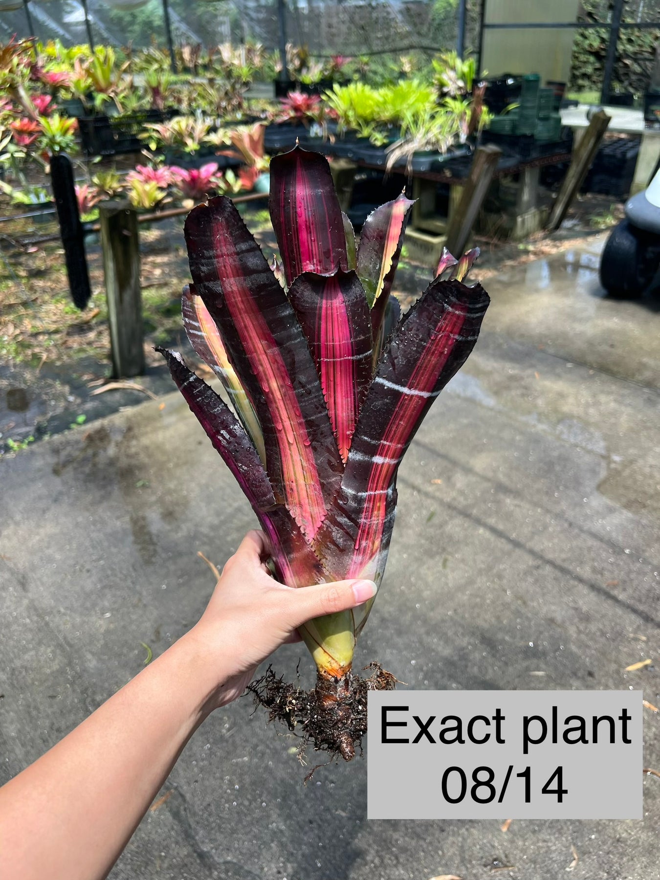 Aechmea 'Roberto Menescal' – Tropiflora