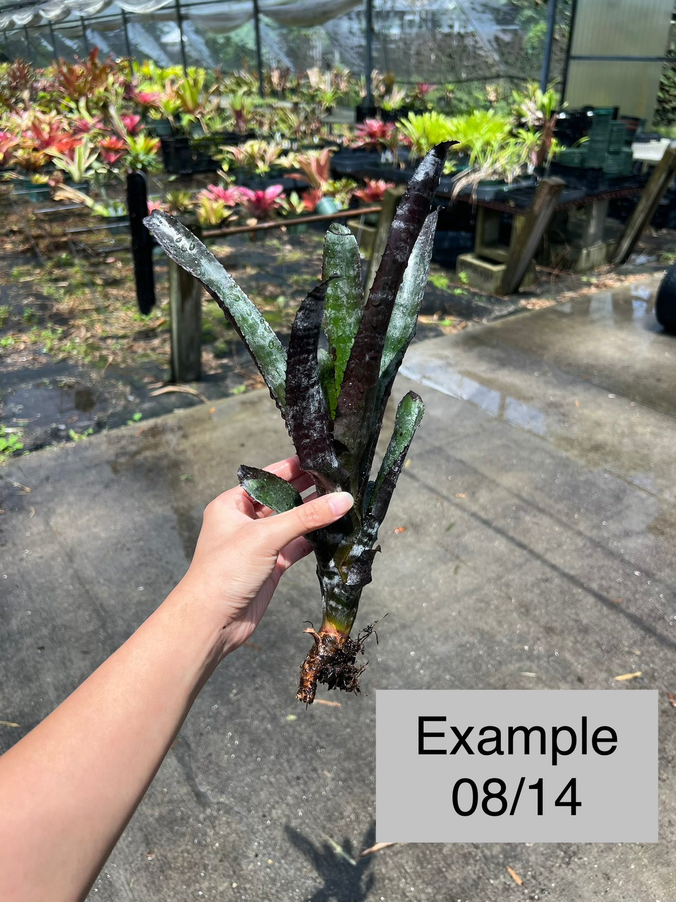 Aechmea 'Black Zombie' – Tropiflora